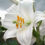 Il Pianto del Giglio, o il Martirio di Santa Giovanna