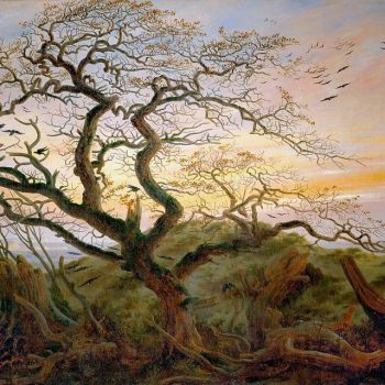 Il Noce delle Streghe