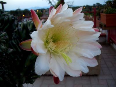 FLORES PETRAE � cereus peruvianus