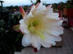FLORES PETRAE � cereus peruvianus