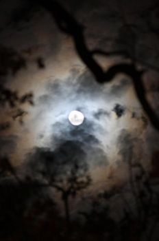 Nelle notti di plenilunio  