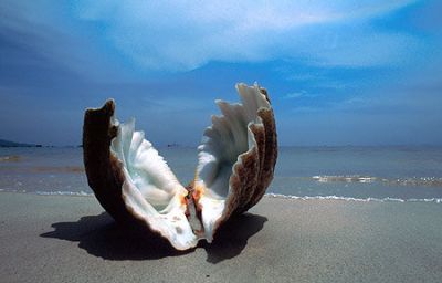 La conchiglia