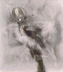 Vivo di sogni e di speranze  