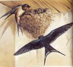 Il nido vuoto delle rondini