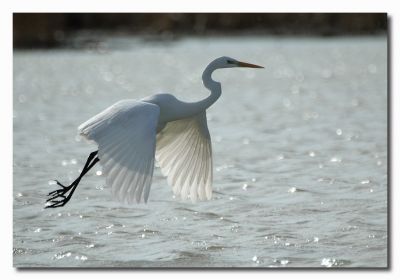 L'eleganza dell'Airone