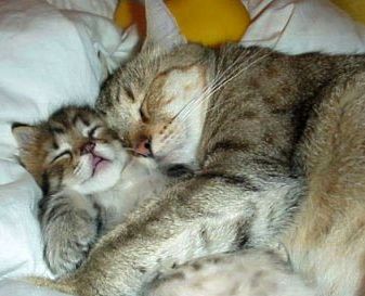 Gli amanti dormono abbracciati