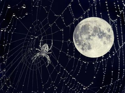 Tela di ragno