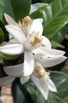 Zagara d'arancia e di limone