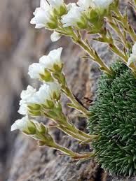 Saxifraga Selvatica (Ricordi)