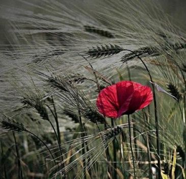 Ti amo e c'e' posto per i campi di viole