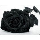 L'eco di pianti lontani