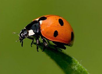 Coccinella  