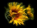 Girasole
