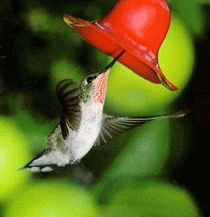 Colibri'  