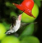 Colibri'  