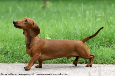 Cane "bassotto"  