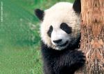 Panda gigante  