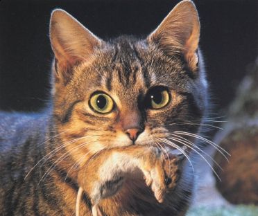 Il topo e la donnola