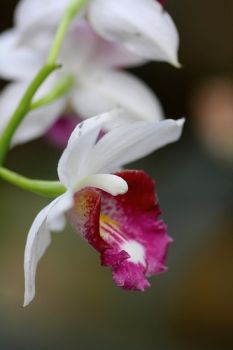 Oltre il confine d'amore