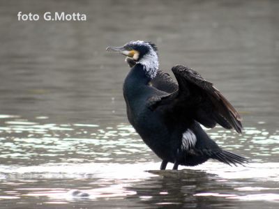 Cormorano
