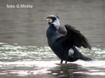 Cormorano