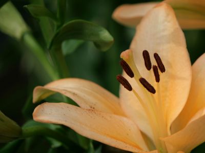 Dietro un chicco di caff�  