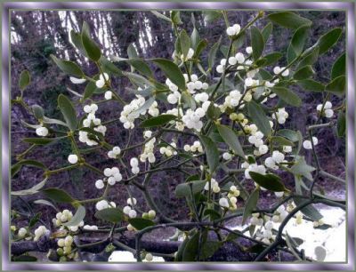 Rischio/vischio/riverisco