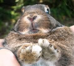 Non ti riconosco (con quel musetto)  