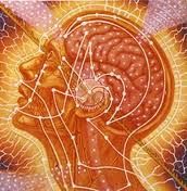 Anato- mia- della mente