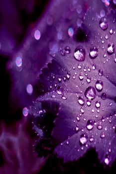 Nei sussurri, le viole