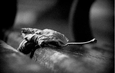 Il silenzio dei fossi