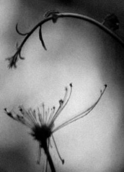 Dell'alba lo scrivono i poeti