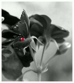 Comete come usignoli