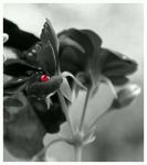 Comete come usignoli