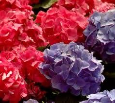 Le ortensie essiccano al sole  