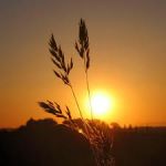 Sulle Ali D'Un'Alba Rosa