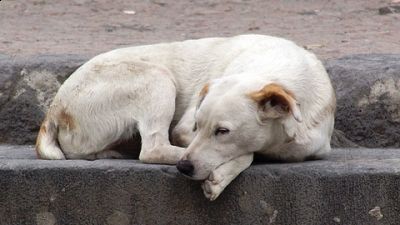 Qual � il tuo nome  