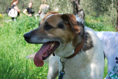 Umanit� latente del mio cane  