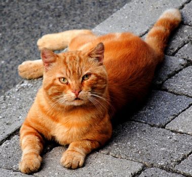 L’inquilino del marciapiede (quel gatto malandrino)