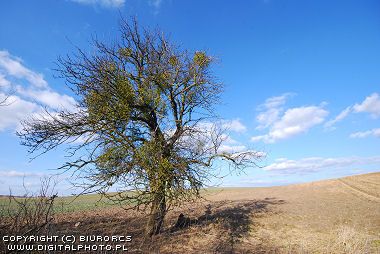 Impercettibili carezze