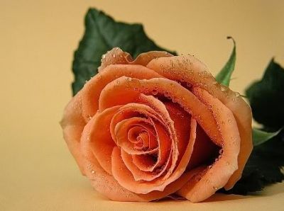 Vieni ad abitare il mio cuore