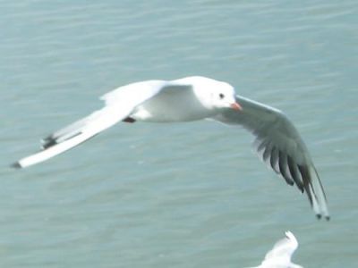 Quel gabbiano Jonathan