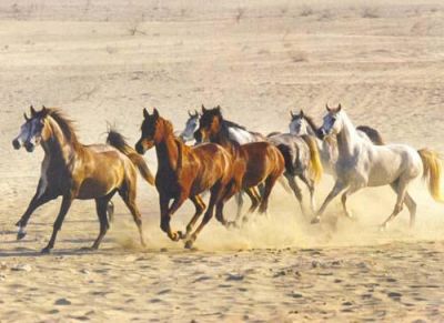 Spirit -Cavallo selvaggio-