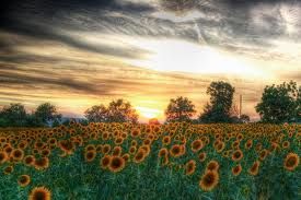 Cuore, mente e anima