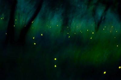 Lucciole per lanterne