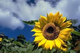 Un colorato pensiero