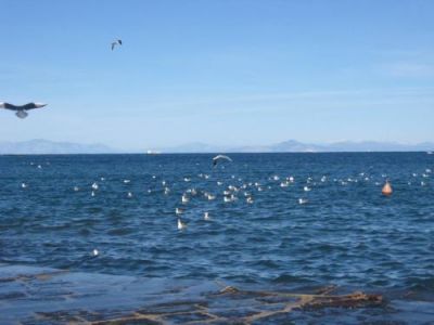 Pi� della volont�