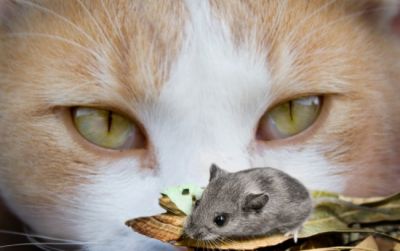 Il grande cacciatore