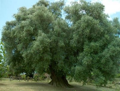 E non sara� mai sera