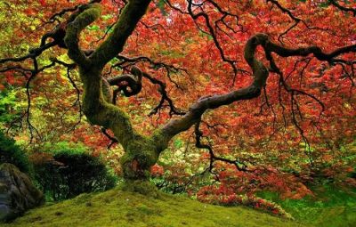 Verr� la primavera